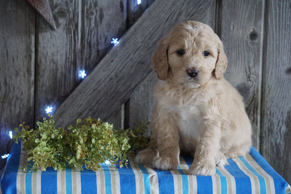 Mini F1B Labradoodle For Sale Millersburg, OH Male- Dudley