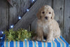 Mini F1B Labradoodle For Sale Millersburg, OH Male- Dudley
