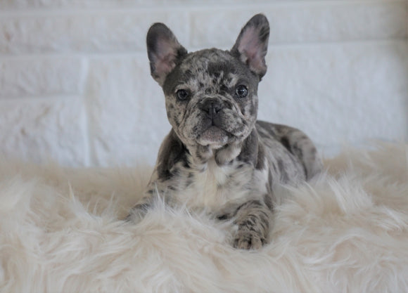 French Bulldog For Sale Dundee, OH Female- Autumn Bleu De-lite