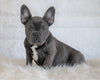 French Bulldog For Sale Dundee, OH Male- Badger Bleu