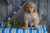 Mini F1B Labradoodle For Sale Millersburg, OH Male- Dixen
