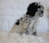 Cockapoo For Sale Dundee OH, Male - Hunter