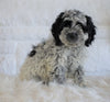 Cockapoo For Sale Dundee OH, Male - Hunter
