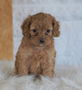 Cockapoo For Sale Dundee, OH Male- Bj