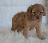 Cockapoo For Sale Dundee, OH Male- Bj
