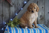 Mini F1B Labradoodle For Sale Millersburg, OH Male- Dixen