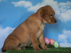 AKC Registered Labrador Retriever (Fox Red) For Sale Sugarcreek, OH Female - Cassidy