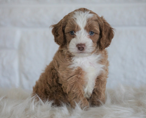 Cockapoo For Sale Dundee, OH Male- Boston