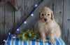 Mini F1B Labradoodle For Sale Millersburg, OH Male- Donny