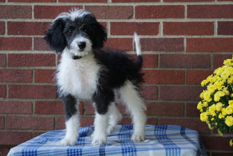 Mini Bernedoodle For Sale Applecreek, OH Female - Candice