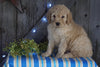 Mini F1B Labradoodle For Sale Millersburg, OH Male- Donny