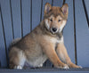 AKC Registered Shiba Inu For Sale Millersburg, OH Male - Dasher