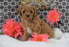 Cavapoo For Sale Fredericksburg, OH Female - Macey