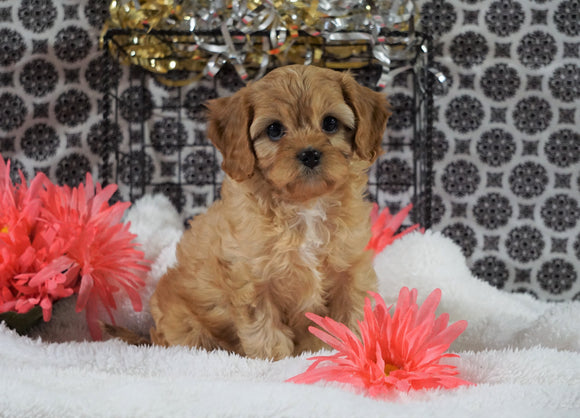 Cavapoo For Sale Fredericksburg, OH Female - Molly