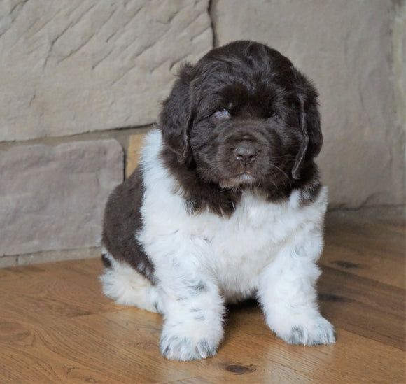 AKC Registered Newfoundland For Sale Dalton , OH Male - Boomer