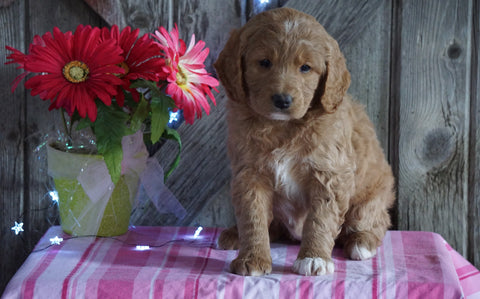 Mini F1B Labradoodle For Sale Millersburg, OH Female- Dolly