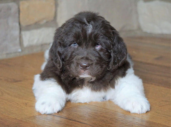 AKC Registered Newfoundland For Sale Dalton , OH Female - Bella