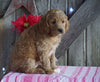 Mini F1B Labradoodle For Sale Millersburg, OH Female- Dolly