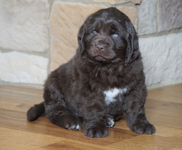 AKC Registered Newfoundland For Sale Dalton , OH Male - Moose