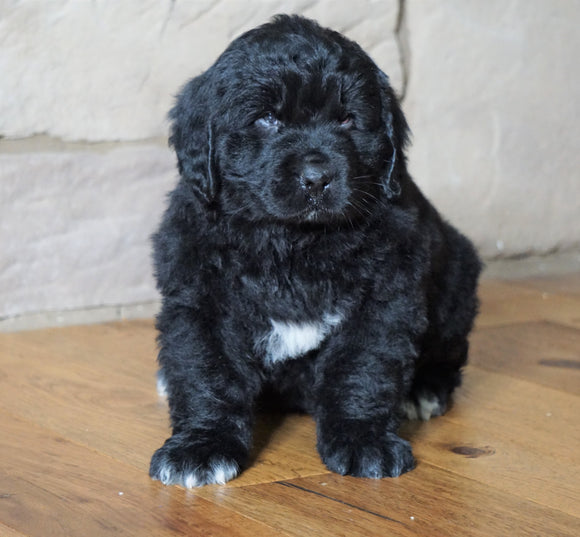 AKC Registered Newfoundland For Sale Dalton, OH Male - Buster