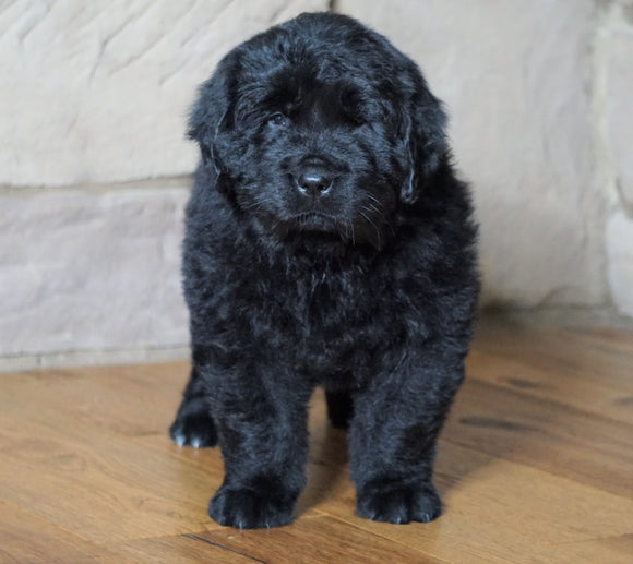 AKC Registered Newfoundland For Sale Dalton, OH Male - Rambo