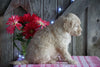 Mini F1B Labradoodle For Sale Millersburg, OH Female- Daisy