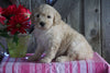 Mini F1B Labradoodle For Sale Millersburg, OH Female- Daisy