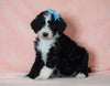 F1B Sheepadoodle For Sale Baltic, OH Male- Rocky -CHECK OUT OUR VIDEO-