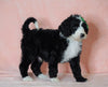 F1B Sheepadoodle For Sale Baltic, OH Male- Bruno -CHECK OUT OUR VIDEO-
