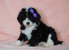 F1B Sheepadoodle For Sale Baltic, OH Female- Minnie -CHECK OUT OUR VIDEO-