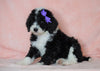 F1B Sheepadoodle For Sale Baltic, OH Female- Minnie -CHECK OUT OUR VIDEO-