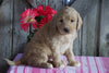 Mini F1B Labradoodle For Sale Millersburg, OH Female- Dixie