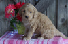 Mini F1B Labradoodle For Sale Millersburg, OH Female- Dixie