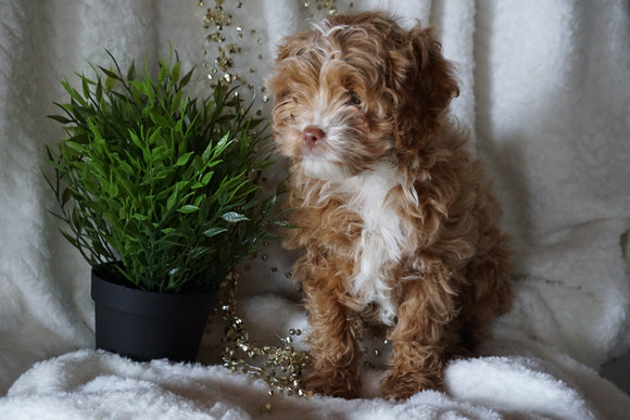 Cockapoo For Sale Millersburg, OH Female- Sarah