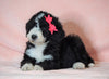 F1B Sheepadoodle For Sale Baltic, OH Female- Queen -CHECK OUT OUR VIDEO-