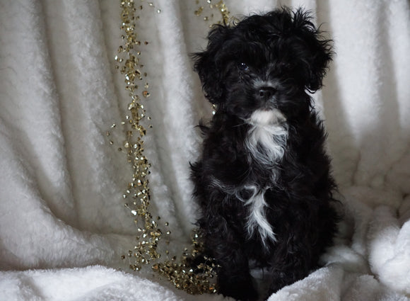 Cockapoo For Sale Millersburg, OH Male- Thomas