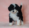 F1B Sheepadoodle For Sale Baltic, OH Female- Annie -CHECK OUT OUR VIDEO-