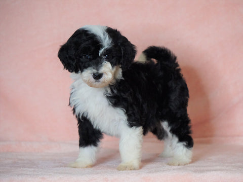 F1B Sheepadoodle For Sale Baltic, OH Female- Annie -CHECK OUT OUR VIDEO-
