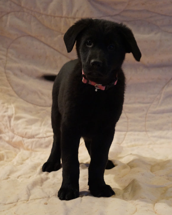 German Shepherd Mix For Sale Fredericksburg, OH Female- Cassidy