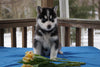 AKC Registered Siberian Husky For Sale Holmesville, OH Male- Juneau