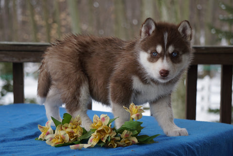 AKC Registered Siberian Husky For Sale Holmesville, OH Female- Luna