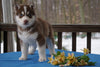 AKC Registered Siberian Husky For Sale Holmesville, OH Male- Ranger