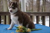 AKC Registered Siberian Husky For Sale Holmesville, OH Male- Ranger