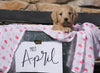 F2 Mini Goldendoodle For Sale Sugarcreek, OH Female - April