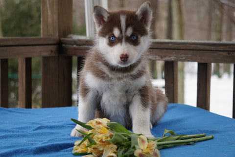 AKC Registered Siberian Hsuky For Sale Holmesville, OH Female- Athena