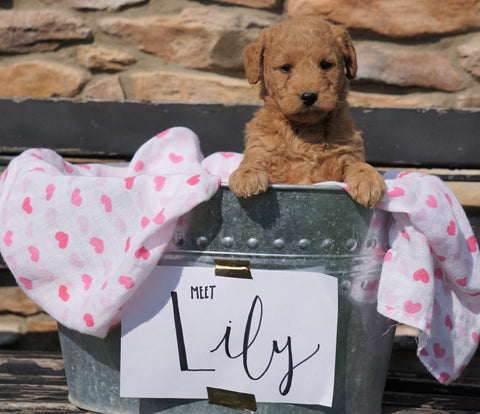 F2 Mini Goldendoodle For Sale Sugarcreek, OH Female - Lily