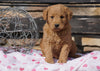 F2 Mini Goldendoodle For Sale Sugarcreek, OH Female - Lily