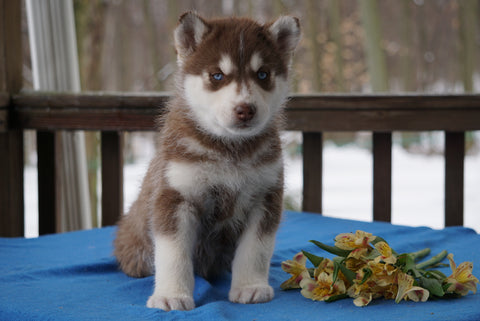 AKC Registered Siberian Husky For Sale Holmesville, OH Male- Asher