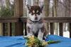 AKC Registered Siberian Husky For Sale Holmesville, OH Male- Apollo