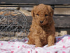 F2 Mini Goldendoodle For Sale Sugarcreek, OH Female - Emma